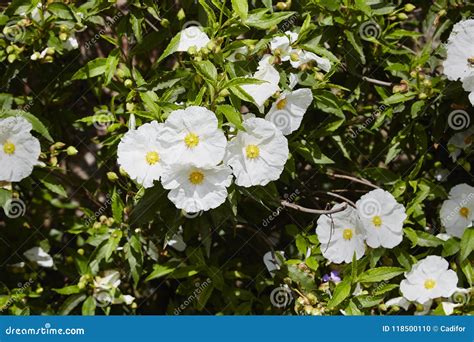 Cistus zdjęcie stock. Obraz złożonej z krzak, kwiat - 118500110