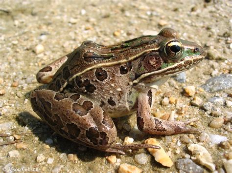 Brown Southern Leopard Frog