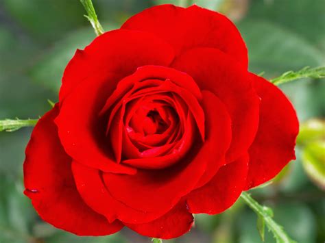 Rose ~ The All Image