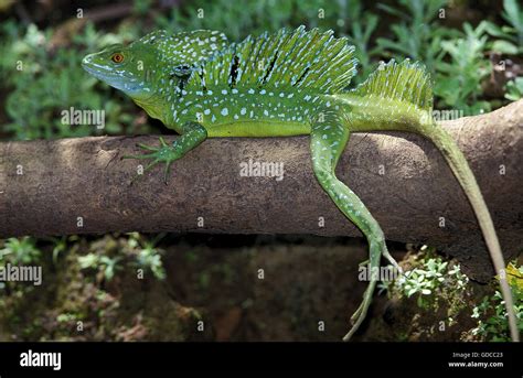 Green Basilisk Lizard Or Double Crested Basilisk Lizard Basiliscus