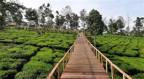 Wisata Kebun Teh Tambi Wonosobo Destinasi Asyik Untuk Menikmati