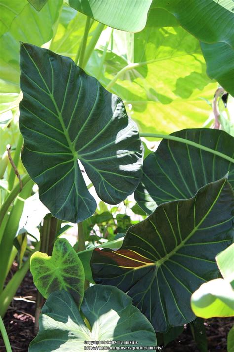 Photo Of The Leaves Of Elephant S Ear Alocasia Regal Shields Posted