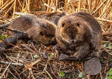 Beaver Dam Wildlife Impact: How Beavers Affect Their Ecosystem ...