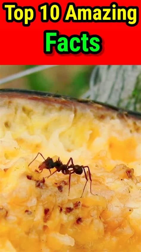 Top 10 Amazing Facts One News Page Video