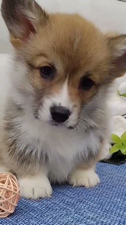 Малыш Вельш Корги Пемброк Свободен! 🤗🥰🐣🐣🐣 #щенкикорги #corgipuppy # ...