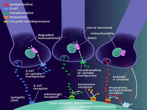 Histamine And Antihistaminics