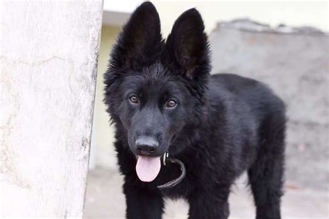 Black German Shepherd For Adoption | PETSIDI