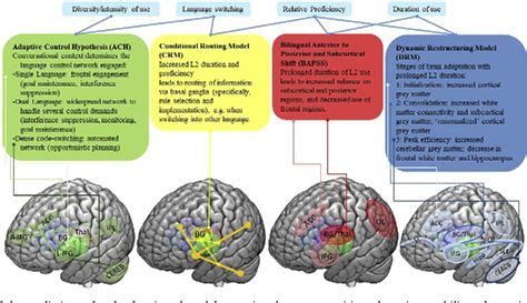 Pdf Understanding Bilingual Brain Function And Structure Changes U