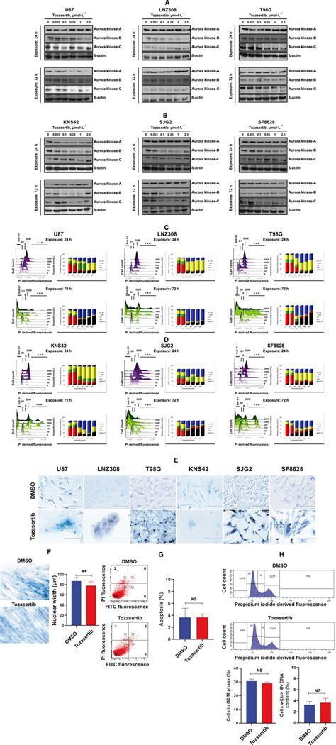 Tozasertib Induces G2m Arrest Endoreduplication And Apoptosis In