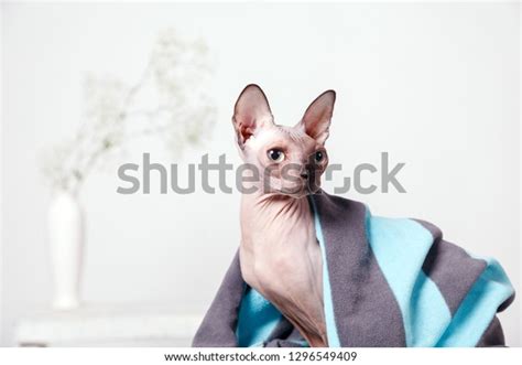Naked Cat Breed Canadian Sphinx Sitting Stock Photo 1296549409