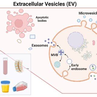 Biogenesis of exosomes and the classification of extracellular ...
