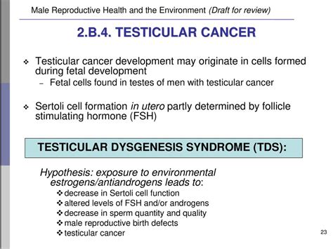 Male Reproductive Health And The Environment Ppt Download