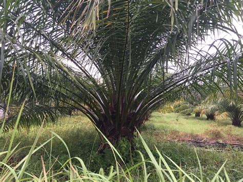 POKOK KELAPA SAWIT Elaeis Guineensis KG SUNGAI DUA BAC Flickr