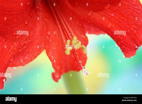 Flower With Droplets Hippeastrum Hybr Stock Photo Alamy