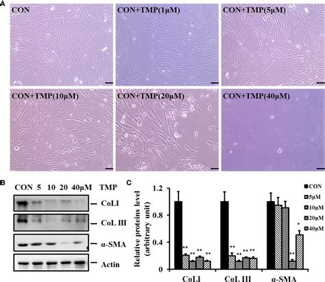 Frontiers Tetramethylpyrazine Induces Apoptosis And Inhibits