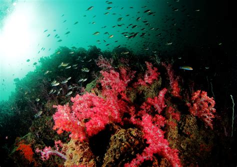 Top Things To Do In Trang Thailand To Die For Snorkeling Spots