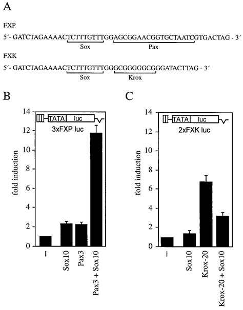 Synergistic Interaction Among Pax3 Krox 20 And Sox10 A Arrangement