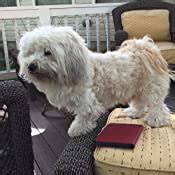 Amazon.com: A Dogs Journey: Cameron, W. Bruce: Books