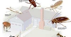 Termite Control Methods: An Introduction To Rapid Secrets In Termite Control Sydney