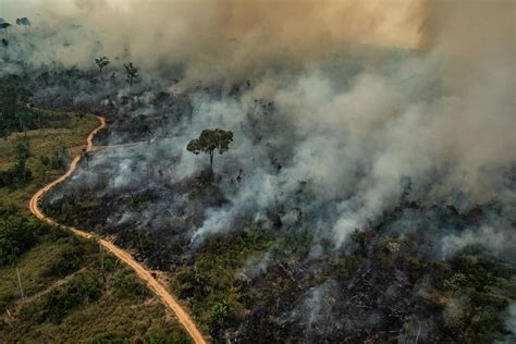 Which Of The Following Is Not True Concerning Rainforests 2