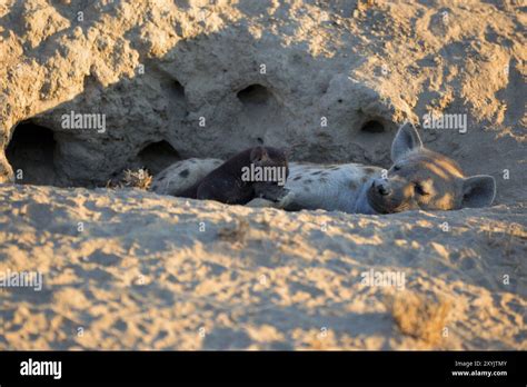 Spotted Hyena With Baby Stock Photo Alamy