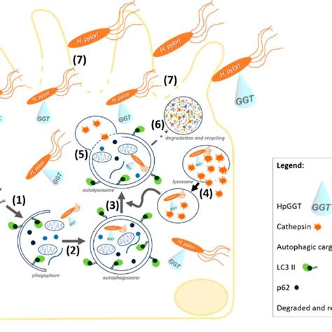 Schematic Illustration Depicting How The Helicobacter Pylori H