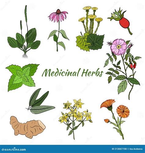 Un Conjunto De Hierbas Y Plantas Medicinales Ilustración Del Vector Ilustración De Menta