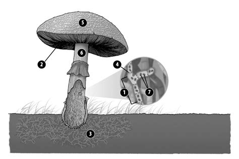 Kingdom Protista And Kingdom Fungi Flashcards Quizlet