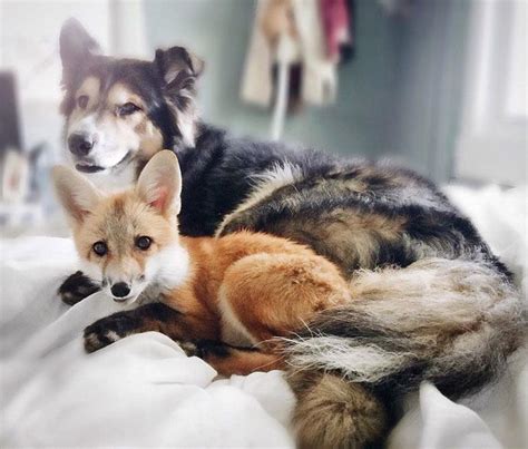 This Dog and Pet Fox Are the Most Adorable Friends