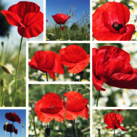 Mohnblumen Als Fotoprodukt Bestellen Atelier2f De