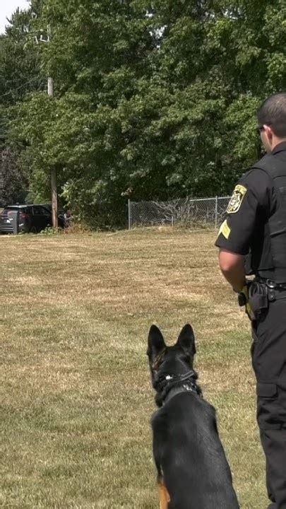 Rockland County Sheriff’s Office K9 Mac Suspect Apprehension Demo Youtube