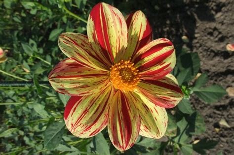 Germay Images - Free Download on Freepik