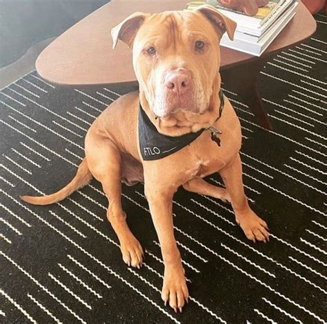 Pitbull Mastiff Mix Bullmastiff Dog Information Center