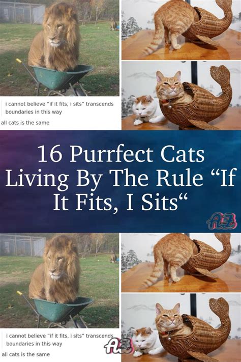 The Purrfect Fit Understanding The If I Fits I Sits Cat Conundrum