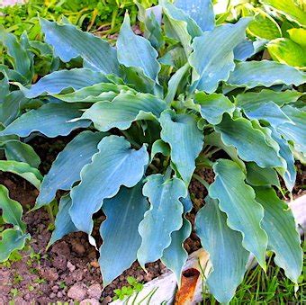 Хоста 'Блу Каскад' / Hosta hybride 'Blue Cascade' - Ландшафтная ...