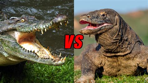 Komodo Dragon Vs Crocodile, Who Would Win? – Animals Comparison