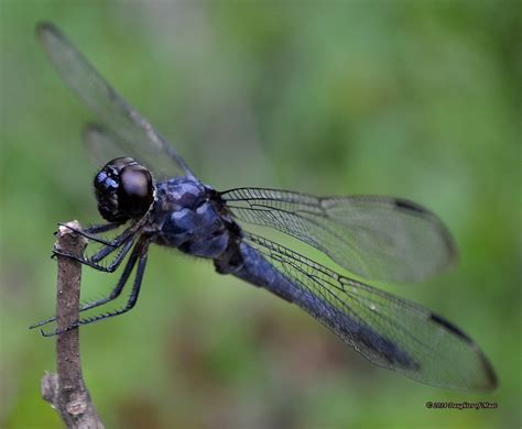 Dragonfly Facts And Symbolism Owlcation