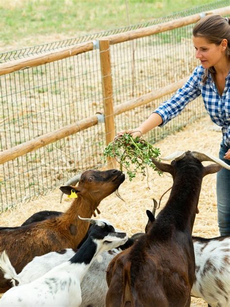 Descubre el misterio Qué significa soñar con una granja de animales