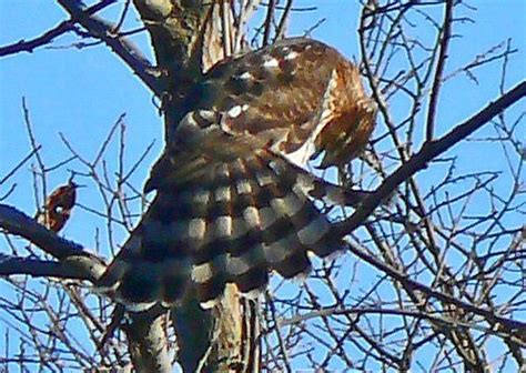 Cooper S Hawk Walton County Flordia Inaturalist Australia