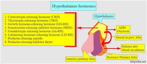 Pituitary Gland And Hypothalamus Hormones