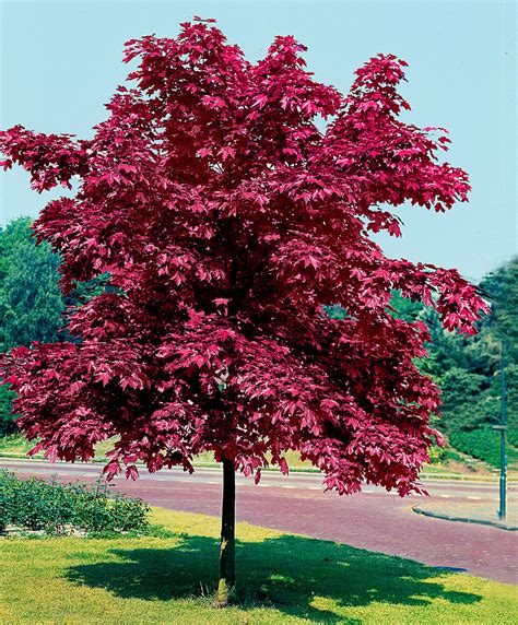 Arbre Bakker Rable Plane Crimson King Ventes Pas Cher