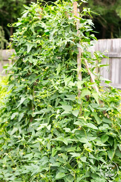 Growing Yard Long Beans Soy Glazed Long Beans Recipe