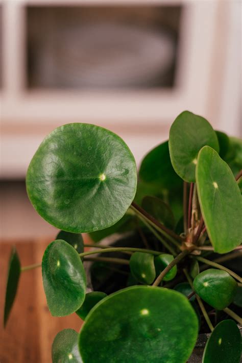 Pilea Vermehren So Einfach Gehts Tipps F R Pflanzenanf Nger