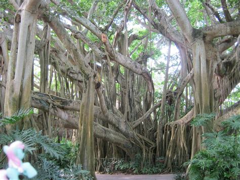Banyan Tree Florida For Sale Such A Huge Blook Art Gallery