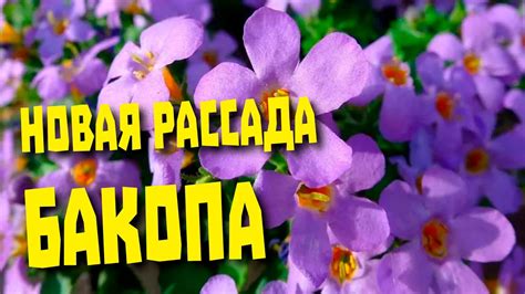 Бакопа. От посева семян до пикировки. - YouTube