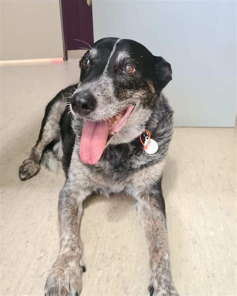 Meet Jay, the 14 year old... - Dalkeith Veterinary Clinic | Facebook