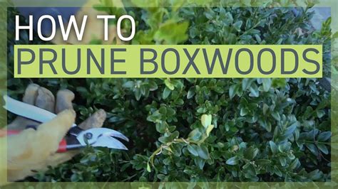 How To Prune Your Boxwoods Youtube Boxwood Box Wood Shrub Boxwood Plant