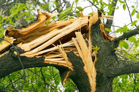 Un hombre murió tras caerle un árbol en su patio en Arecibo El Nuevo Día