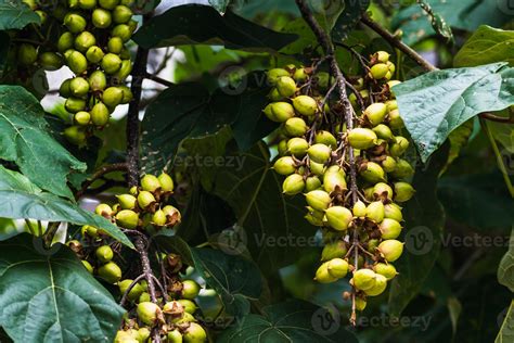 Paulownia tomentosa and its fruits in late summer, also called empress