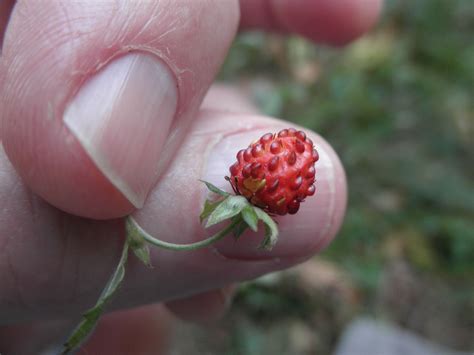 Fragaria Vesca Rosaceae Image 53625 At PhytoImages Siu Edu